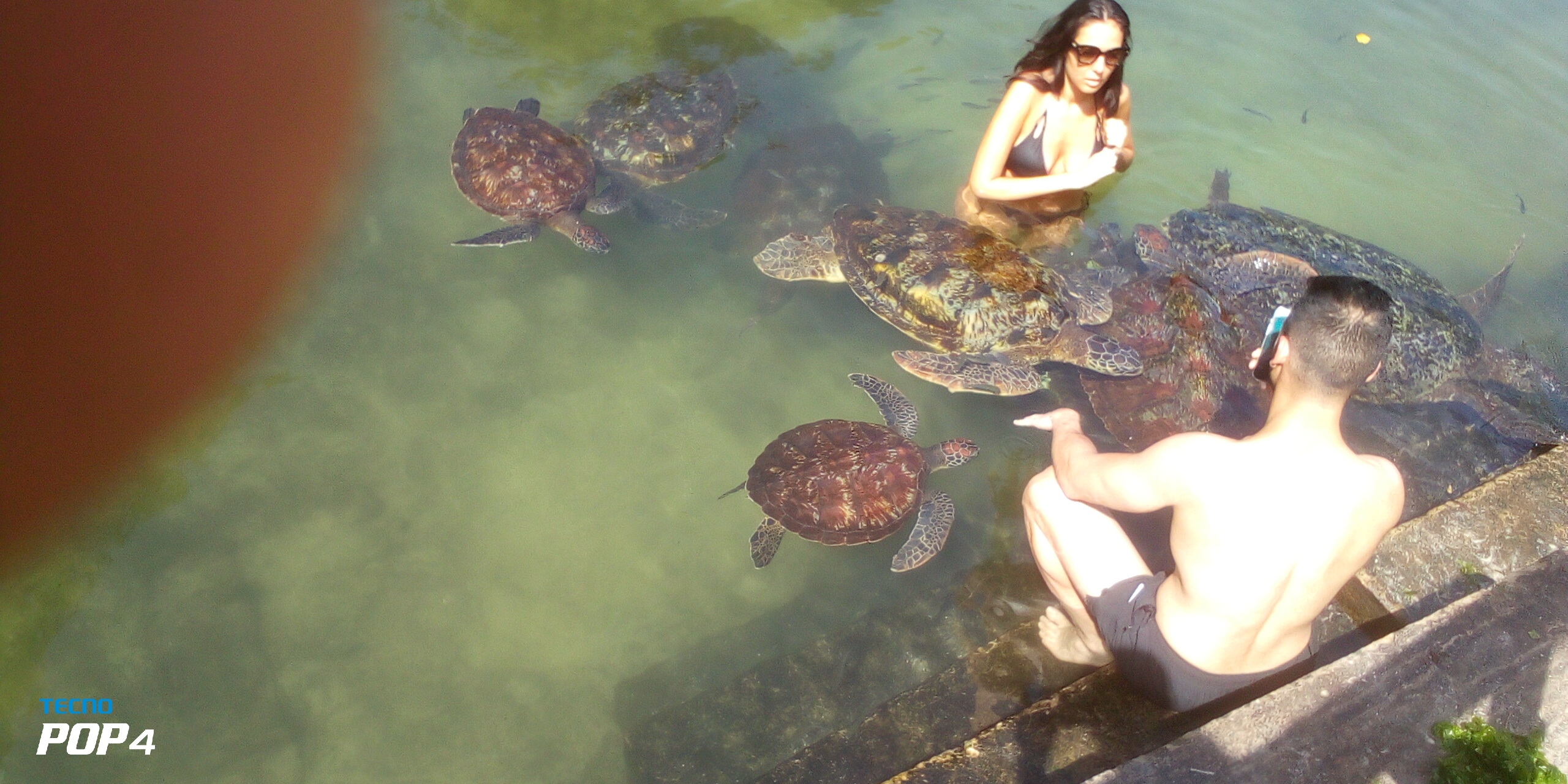 Turtles Sanctuary