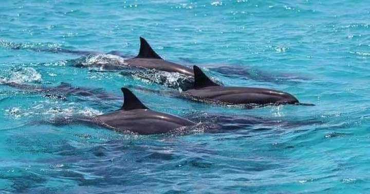 Dolphins Kizimkazi